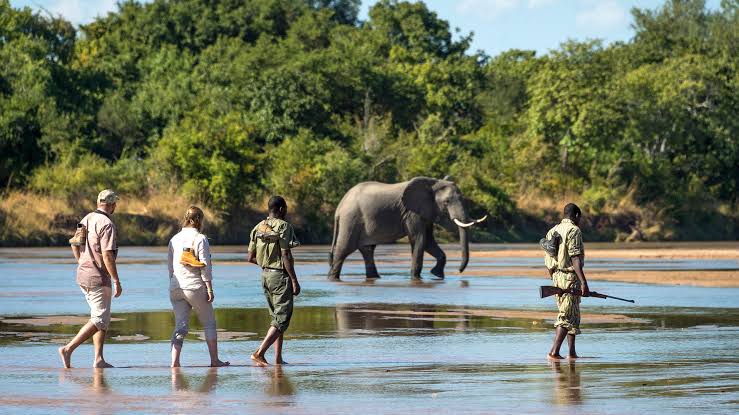 Safari experience at Mfuwe Grande