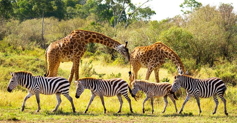 Mfuwe Grande wildlife conservation in South Luangwa