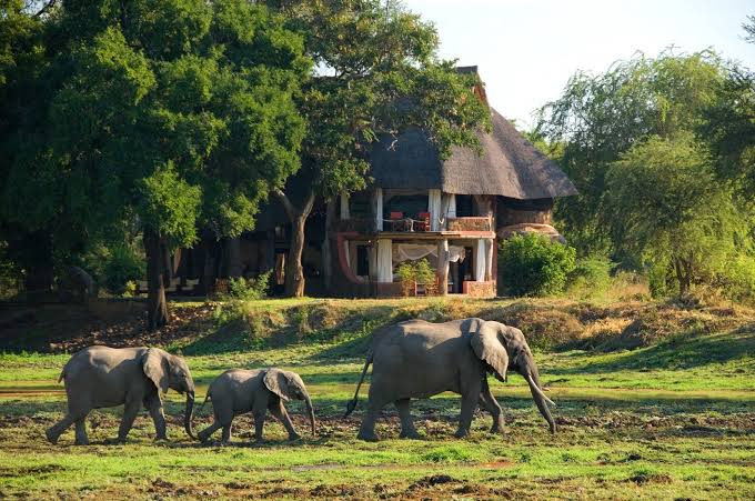 Mfuwe Grande Gallery South Luangwa landscape in Zambia