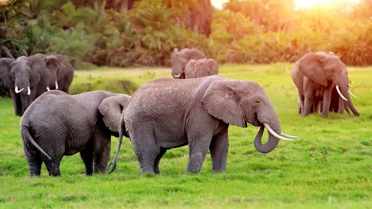 African wildlife at Mfuwe Grande